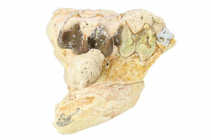 Fossil Oreodont (Merycoidodon) Jaw Section - South Dakota #295213